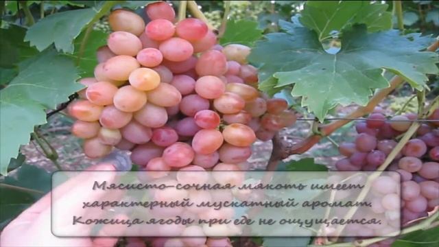 Виноград София Grapes Sofia смотреть онлайн