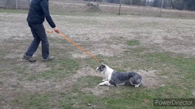 Бордер колли Чика. Кастинг для рекламы. Команда лежать смотреть онлайн