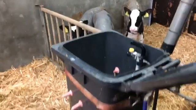 Home-made calf feeding system смотреть онлайн