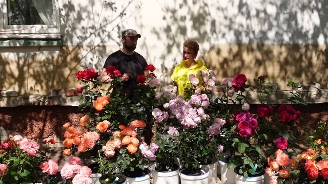 Вот это розы! Секреты пышного цветения смотреть онлайн