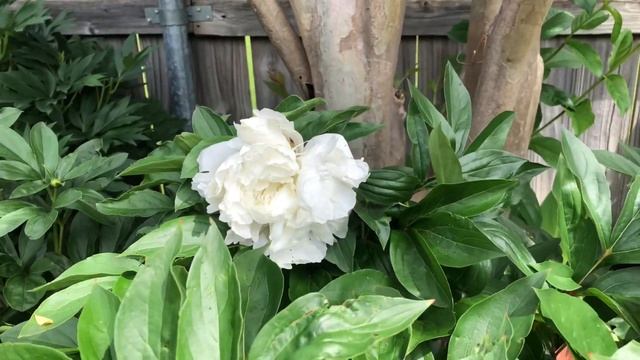 Shirley Temple Peony.Gorgeous Creamy White Peony.Growing In North Texas.Zone 8a.//Small Garden