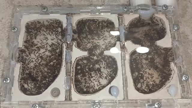 Carebara Diversa открытие последний секции, охота Муравей-мародёр на мраморных тараканов смотреть онлайн