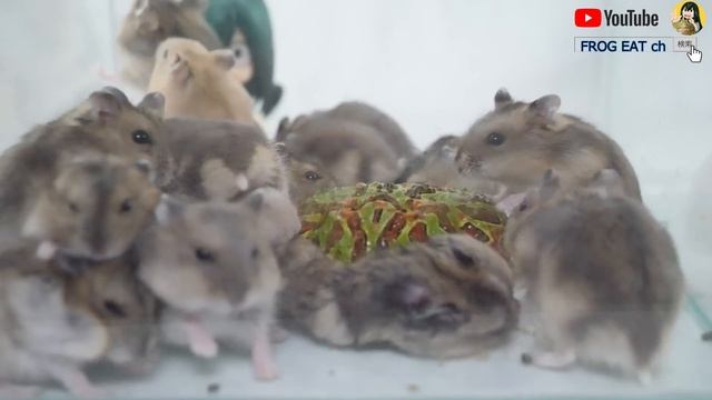 1 Pacman frog VS 20 Hamsters смотреть онлайн