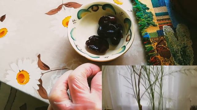 Вырастить финиковую пальму из косточки легко! смотреть онлайн