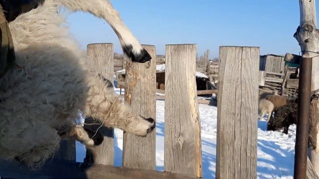 Спасаем ягненка , провалился. смотреть онлайн