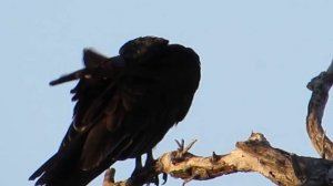 20 УДИВИТЕЛЬНЫХ СИСТЕМ ЗАЩИТЫ У ЖИВОТНЫХ И НАСЕКОМЫХ