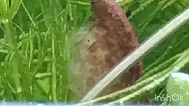 Аквариумные креветки смотреть онлайн