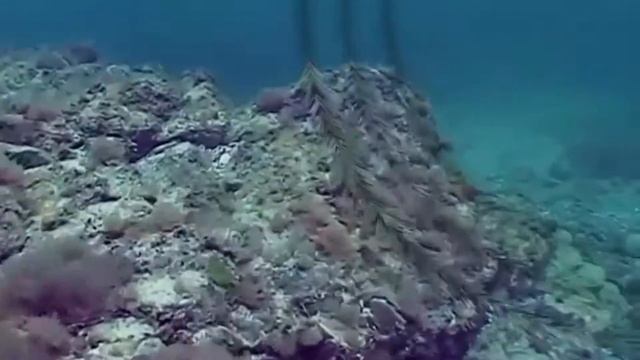 Медиа-путешествие «Черное море мое...» смотреть онлайн