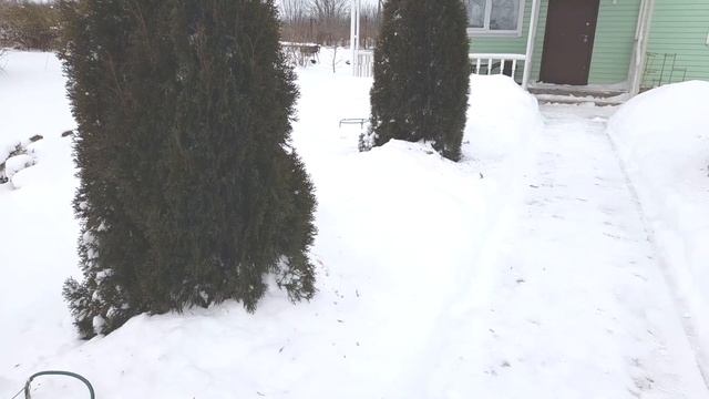 №66 Все о туе западной Смарагд в моем саду! Трескучие морозы! Зима пришла основательно! смотреть онлайн