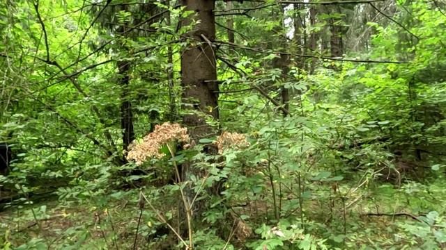 2 день 10 Всероссийского конкурса Лучший лесной пожарный смотреть онлайн