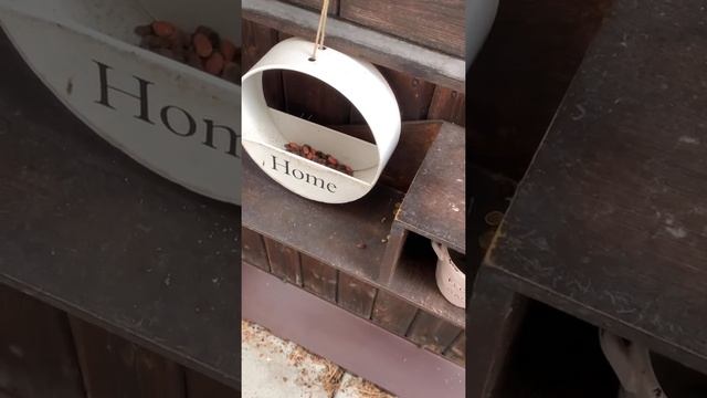 #Shorts - Кормушка для птиц и белок на даче смотреть онлайн