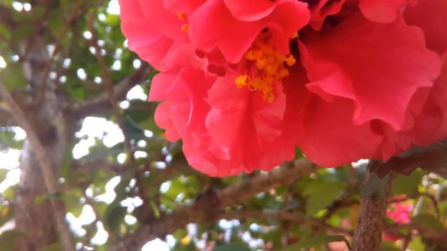 Hibiscus Rosa sinensis l Watch at different stages l👌😊😊 смотреть онлайн