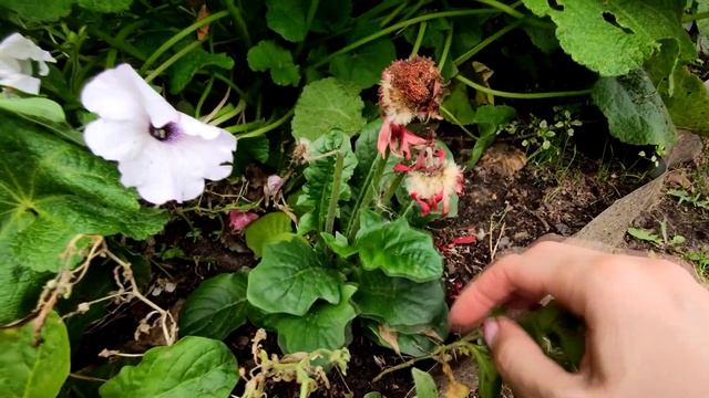 ЦВЕТЕНИЕ ГЕРБЕРЫ ГОРШЕЧНОЙ.2021 смотреть онлайн