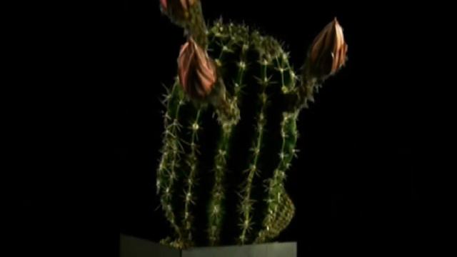 Richard Clayderman - Murmullos ( Cactus Flower ) смотреть онлайн