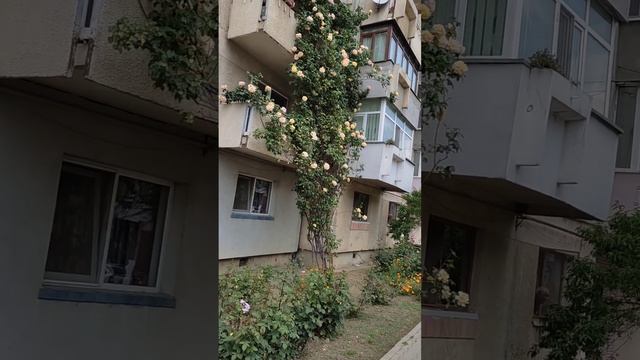 Самый высокий цветущий куст розы! смотреть онлайн