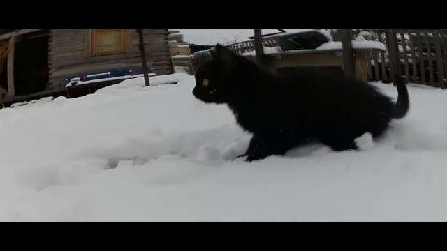 Котёнок играет со снегом смотреть онлайн