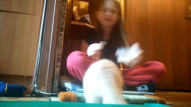 Дрессировка котёнка смотреть онлайн