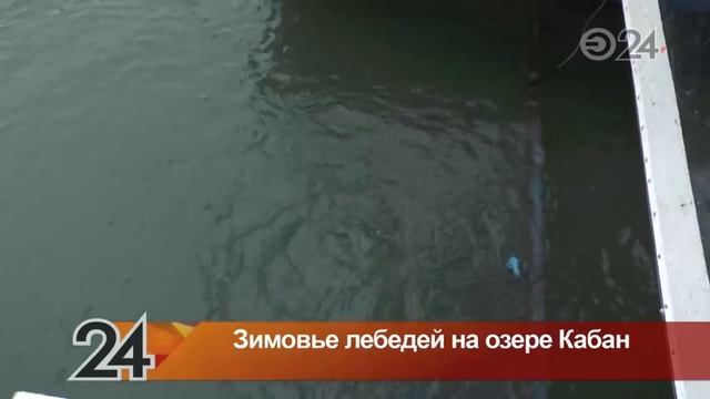 Как будут зимовать лебеди, живущие на озере Кабан смотреть онлайн