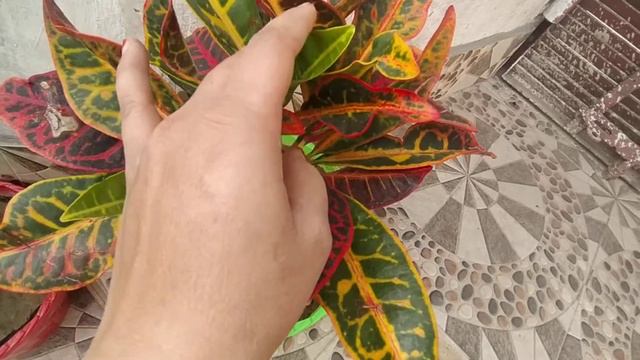 Important Growing and Caring Tips for Croton Plant.How to stay Croton healthy and how to Multiply 😃 смотреть онлайн