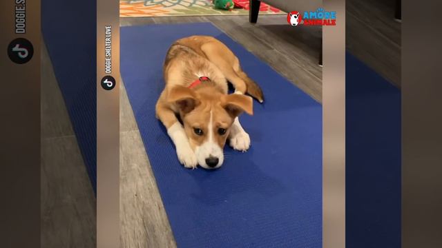 Cane triste e infelice nel rifugio, ritrova la felicità grazie ad un gatto смотреть онлайн