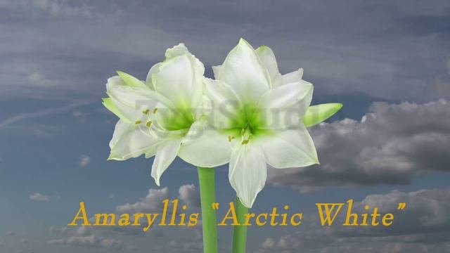 Growing and rotating amaryllis "Arctic White" flower смотреть онлайн