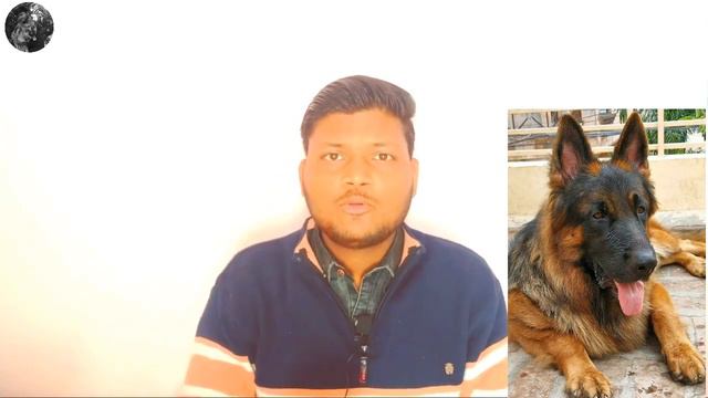 How to check purity of White spot German shepherd puppy in 5 second. смотреть онлайн