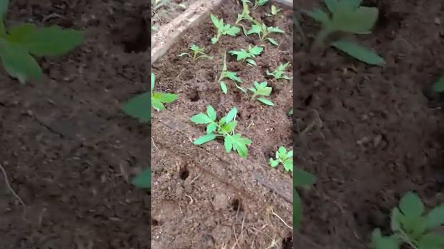 Пикировка рассады помидор смотреть онлайн