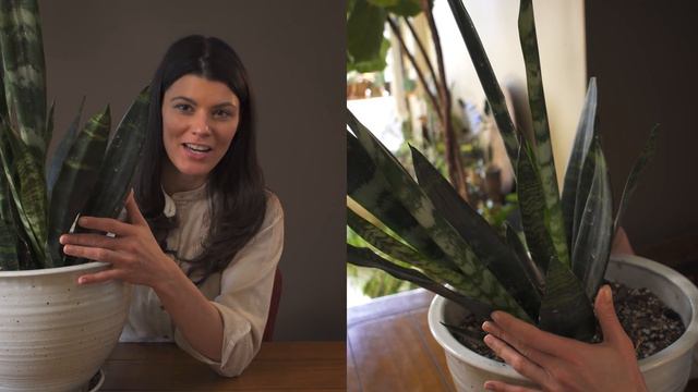 Dracaena (Sansevieria) trifasciata (Snake Plant) Houseplant Care — 10 of 365 смотреть онлайн
