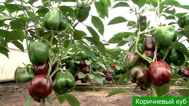 НОВИНКА! ПЕРЕЦ СЛАДКИЙ ШОКОЛАДНОГО ЦВЕТА: три сорта перцев сладких смотреть онлайн