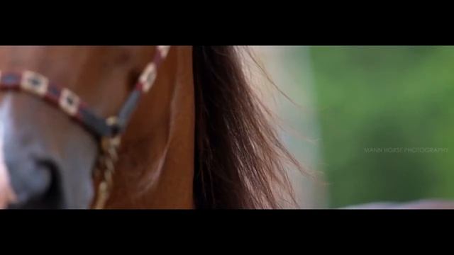 | Marwari Horse Edit Video | смотреть онлайн