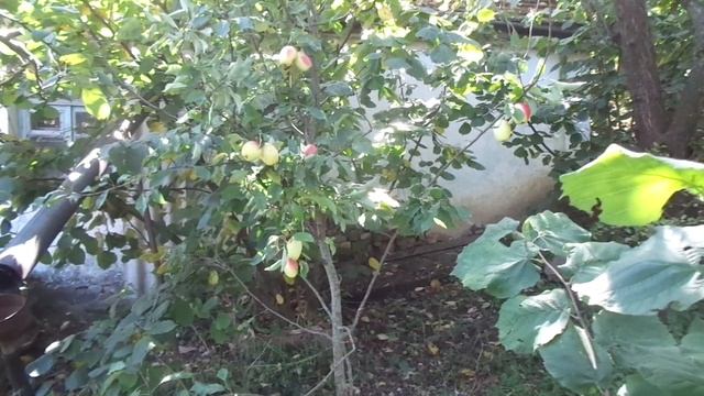 Яблоня без обрезки с плакучей кроной - высокий урожай ВСЕГДА. смотреть онлайн