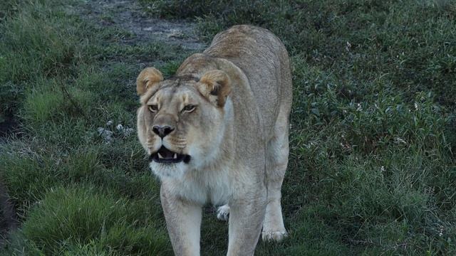 Реакция львов на вувузелу! смотреть онлайн