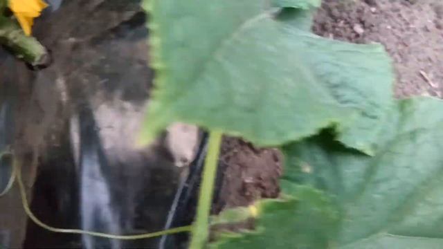 Огурцы без полива весь сезон, часть3 смотреть онлайн