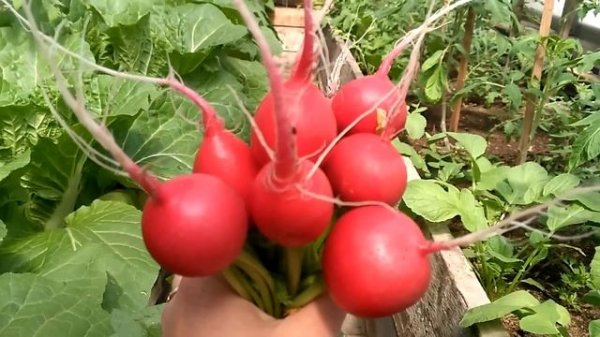 Редис Черриэт.