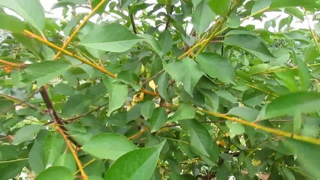 Живопись и Рисование