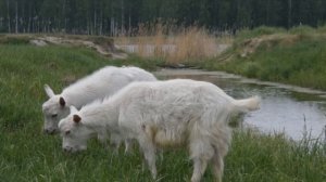 Бизнес на козах в деревне!!! Выгодное козоводство!!!Бизнес идея от А до Я!!!