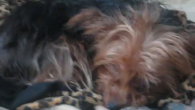 Dog's Reaction смотреть онлайн