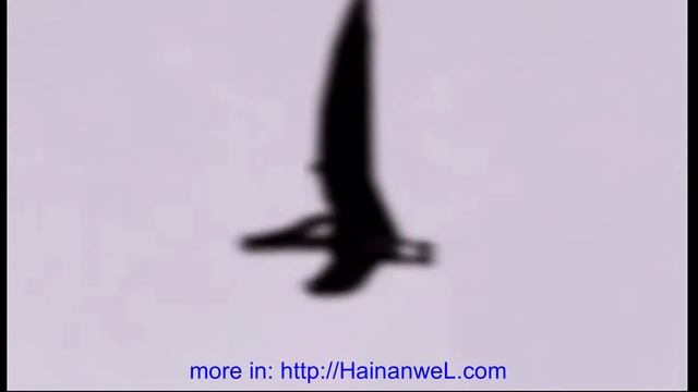 Настоящий динозавр-птеродактиль замечен в США Real dinosaur seen in the US смотреть онлайн