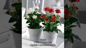 Роза Кордана: уход в домашних условиях