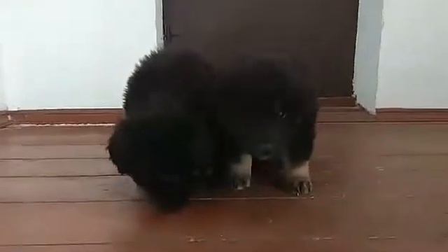 video 1552398194 смотреть онлайн