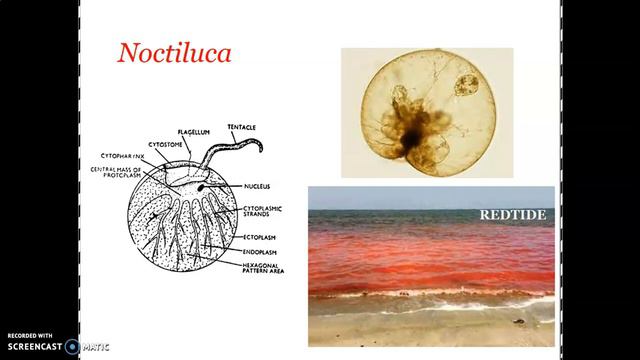 Phylum Dinofagellata - Noctiluca смотреть онлайн