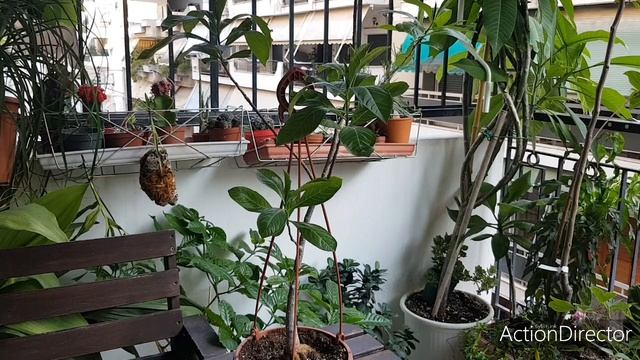 Трёхлетний Баобаб Летом