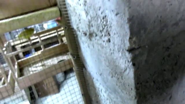 #Волнистые попугаи - проверка гнездовых домиков смотреть онлайн