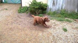 Жестокий лабрадор напал на фигуранта.Ill Labrador attacked the defendant.