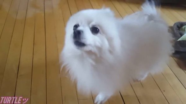 ♪ Shooting Stars ♪ - Dog Sync Ft. Gabe the dog