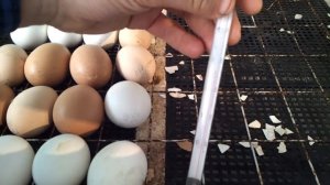 Совместная инкубация яиц куриных, утиных, гусиных, индюшиных, цесариных.