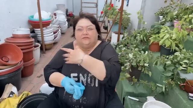 ХОСТЫ. СПОСОБЫ ПЕРЕСАДКИ , ДЕЛЕНИЯ И РАЗМНОЖЕНИЯ смотреть онлайн