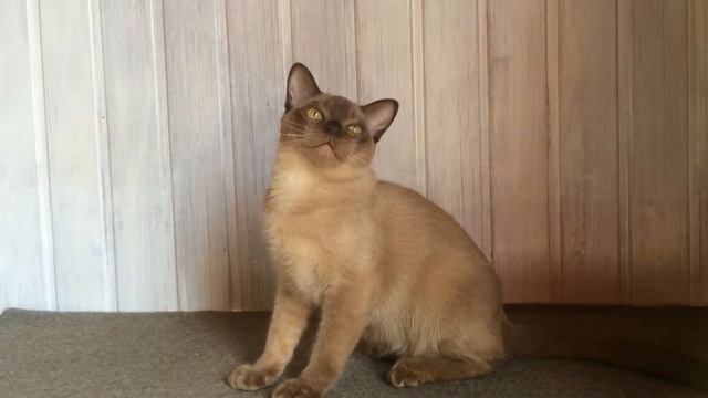 Бурма котенок смотреть онлайн