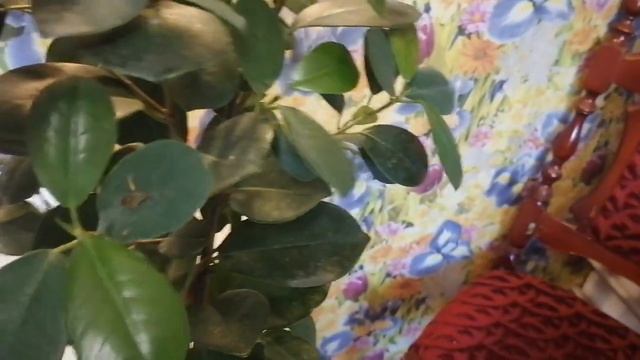 Убераю червеца, с фикуса. смотреть онлайн