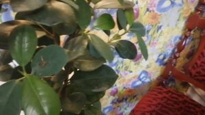 Убераю червеца, с фикуса.